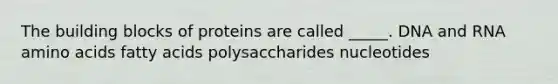 The building blocks of proteins are called _____. DNA and RNA amino acids fatty acids polysaccharides nucleotides