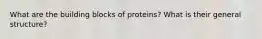 What are the building blocks of proteins? What is their general structure?