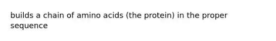 builds a chain of amino acids (the protein) in the proper sequence