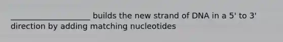 ____________________ builds the new strand of DNA in a 5' to 3' direction by adding matching nucleotides