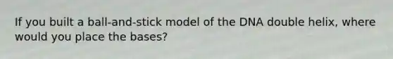 If you built a ball-and-stick model of the DNA double helix, where would you place the bases?