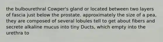 the bulbourethral Cowper's gland or located between two layers of fascia just below the prostate. approximately the size of a pea, they are composed of several lobules tell to get about fibers and secrete alkaline mucus into tiny Ducts, which empty into the urethra to