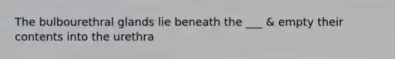 The bulbourethral glands lie beneath the ___ & empty their contents into the urethra