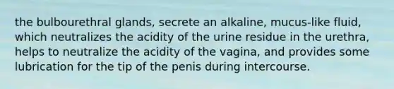 the bulbourethral glands, secrete an alkaline, mucus-like fluid, which neutralizes the acidity of the urine residue in the urethra, helps to neutralize the acidity of the vagina, and provides some lubrication for the tip of the penis during intercourse.