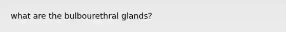 what are the bulbourethral glands?