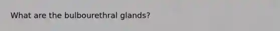 What are the bulbourethral glands?