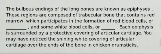 The bulbous endings of the long bones are known as epiphyses . These regions are composed of trabecular bone that contains red marrow, which participates in the formation of red blood cells, or _________ , and some white blood cells, or ______ . Each epiphysis is surrounded by a protective covering of articular cartilage. You may have noticed the shining white covering of articular cartilage over the ends of the bone in chicken drumsticks.