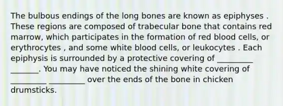 The bulbous endings of the long bones are known as epiphyses . These regions are composed of trabecular bone that contains red marrow, which participates in the formation of red blood cells, or erythrocytes , and some white blood cells, or leukocytes . Each epiphysis is surrounded by a protective covering of _________ _______. You may have noticed the shining white covering of _________ _________ over the ends of the bone in chicken drumsticks.