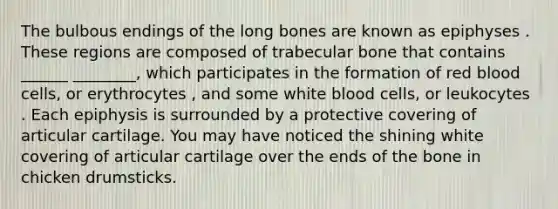 The bulbous endings of the long bones are known as epiphyses . These regions are composed of trabecular bone that contains ______ ________, which participates in the formation of red blood cells, or erythrocytes , and some white blood cells, or leukocytes . Each epiphysis is surrounded by a protective covering of articular cartilage. You may have noticed the shining white covering of articular cartilage over the ends of the bone in chicken drumsticks.