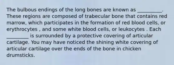 The bulbous endings of the long bones are known as __________. These regions are composed of trabecular bone that contains red marrow, which participates in the formation of red blood cells, or erythrocytes , and some white blood cells, or leukocytes . Each _________ is surrounded by a protective covering of articular cartilage. You may have noticed the shining white covering of articular cartilage over the ends of the bone in chicken drumsticks.