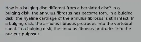 How is a bulging disc different from a herniated disc? In a bulging disk, the annulus fibrosus has become torn. In a bulging disk, the hyaline cartilage of the annulus fibrosus is still intact. In a bulging disk, the annulus fibrosus protrudes into the vertebral canal. In a bulging disk, the annulus fibrosus protrudes into the nucleus pulposus.