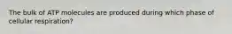 The bulk of ATP molecules are produced during which phase of cellular respiration?