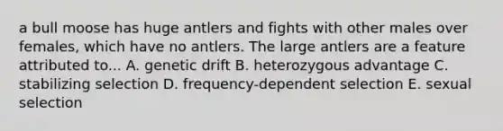 a bull moose has huge antlers and fights with other males over females, which have no antlers. The large antlers are a feature attributed to... A. genetic drift B. heterozygous advantage C. stabilizing selection D. frequency-dependent selection E. sexual selection