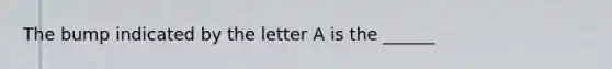 The bump indicated by the letter A is the ______