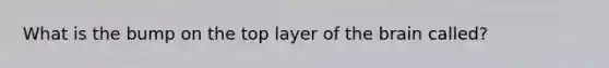 What is the bump on the top layer of the brain called?