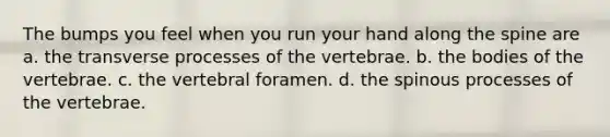 The bumps you feel when you run your hand along the spine are a. the transverse processes of the vertebrae. b. the bodies of the vertebrae. c. the vertebral foramen. d. the spinous processes of the vertebrae.