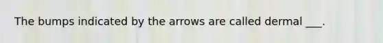The bumps indicated by the arrows are called dermal ___.