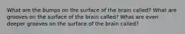 What are the bumps on the surface of the brain called? What are grooves on the surface of the brain called? What are even deeper grooves on the surface of the brain called?