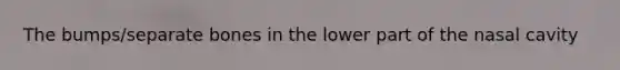 The bumps/separate bones in the lower part of the nasal cavity
