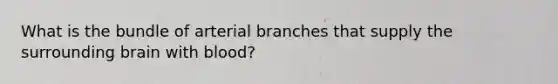 What is the bundle of arterial branches that supply the surrounding brain with blood?