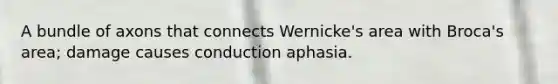 A bundle of axons that connects Wernicke's area with Broca's area; damage causes conduction aphasia.