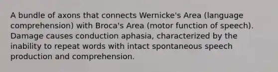 A bundle of axons that connects Wernicke's Area (language comprehension) with Broca's Area (motor function of speech). Damage causes conduction aphasia, characterized by the inability to repeat words with intact spontaneous speech production and comprehension.