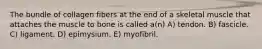 The bundle of collagen fibers at the end of a skeletal muscle that attaches the muscle to bone is called a(n) A) tendon. B) fascicle. C) ligament. D) epimysium. E) myofibril.