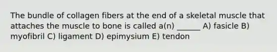 The bundle of collagen fibers at the end of a skeletal muscle that attaches the muscle to bone is called a(n) ______ A) fasicle B) myofibril C) ligament D) epimysium E) tendon