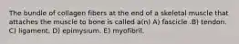 The bundle of collagen fibers at the end of a skeletal muscle that attaches the muscle to bone is called a(n) A) fascicle .B) tendon. C) ligament. D) epimysium. E) myofibril.