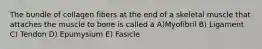 The bundle of collagen fibers at the end of a skeletal muscle that attaches the muscle to bone is called a A)Myofibril B) Ligament C) Tendon D) Epumysium E) Fasicle