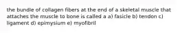 the bundle of collagen fibers at the end of a skeletal muscle that attaches the muscle to bone is called a a) fasicle b) tendon c) ligament d) epimysium e) myofibril