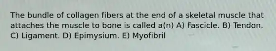 The bundle of collagen fibers at the end of a skeletal muscle that attaches the muscle to bone is called a(n) A) Fascicle. B) Tendon. C) Ligament. D) Epimysium. E) Myofibril