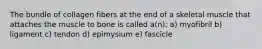 The bundle of collagen fibers at the end of a skeletal muscle that attaches the muscle to bone is called a(n): a) myofibril b) ligament c) tendon d) epimysium e) fascicle