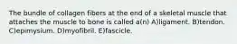 The bundle of collagen fibers at the end of a skeletal muscle that attaches the muscle to bone is called a(n) A)ligament. B)tendon. C)epimysium. D)myofibril. E)fascicle.