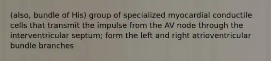 (also, bundle of His) group of specialized myocardial conductile cells that transmit the impulse from the AV node through the interventricular septum; form the left and right atrioventricular bundle branches