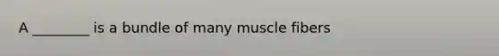 A ________ is a bundle of many muscle fibers