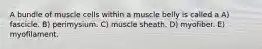 A bundle of muscle cells within a muscle belly is called a A) fascicle. B) perimysium. C) muscle sheath. D) myofiber. E) myofilament.