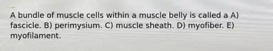 A bundle of muscle cells within a muscle belly is called a A) fascicle. B) perimysium. C) muscle sheath. D) myofiber. E) myofilament.