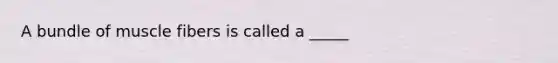 A bundle of muscle fibers is called a _____