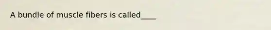 A bundle of muscle fibers is called____