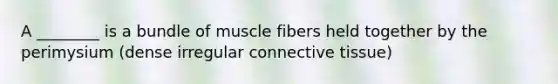 A ________ is a bundle of muscle fibers held together by the perimysium (dense irregular connective tissue)