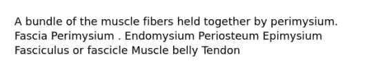 A bundle of the muscle fibers held together by perimysium. Fascia Perimysium . Endomysium Periosteum Epimysium Fasciculus or fascicle Muscle belly Tendon