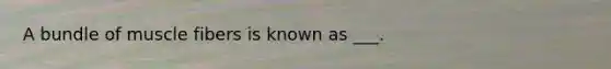 A bundle of muscle fibers is known as ___.