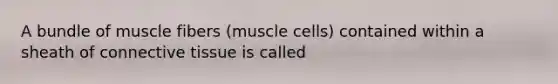 A bundle of muscle fibers (muscle cells) contained within a sheath of connective tissue is called