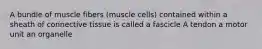 A bundle of muscle fibers (muscle cells) contained within a sheath of connective tissue is called a fascicle A tendon a motor unit an organelle