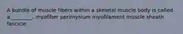 A bundle of muscle fibers within a skeletal muscle body is called a ________. myofiber perimysium myofilament muscle sheath fascicle