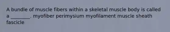 A bundle of muscle fibers within a skeletal muscle body is called a ________. myofiber perimysium myofilament muscle sheath fascicle