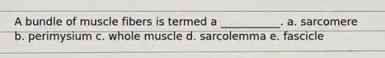 A bundle of muscle fibers is termed a ___________. a. sarcomere b. perimysium c. whole muscle d. sarcolemma e. fascicle