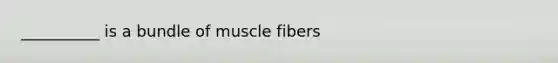 __________ is a bundle of muscle fibers