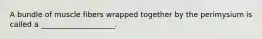 A bundle of muscle fibers wrapped together by the perimysium is called a ____________________.